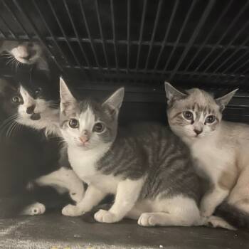 Rescue American Shorthair Cats for Adoption in Collinsville, Oklahoma - Kitty 6 | PetCurious