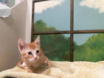 CARROT -  Domestic Short Hair Cat for Adoption in Houston, Texas - CARROT | PetCurious