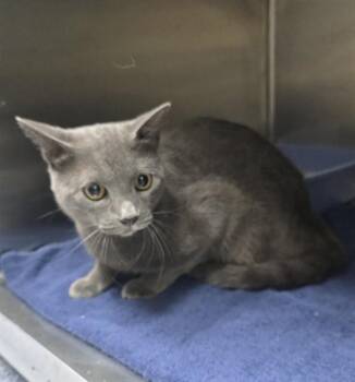 RICHARD -  Domestic Short Hair Cat for Adoption in Grovetown, Georgia - RICHARD | PetCurious