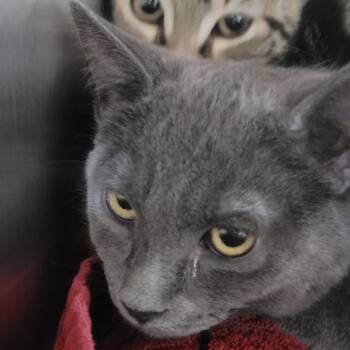 Twilight -  Domestic Short Hair Cat for Adoption in Las Vegas, Nevada - Twilight | PetCurious