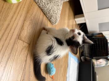 The Bachelor -  Domestic Short Hair Cat for Adoption in Fruit Heights, Utah - The Bachelor | PetCurious