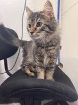 Gary -  Domestic Medium Hair Cat Available for Adoption in Potsdam, New York - Gary | PetCurious