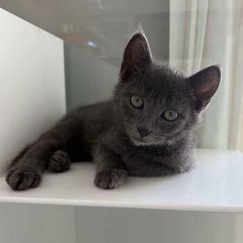 George Michael -  Domestic Short Hair Cat for Adoption in Los Angeles, California - George Michael | PetCurious