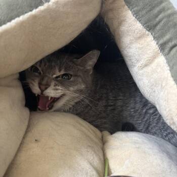 Abby Sammy -  Domestic Short Hair Cat for Adoption in Chicago, Illinois - Abby Sammy | PetCurious