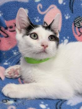 Ty -  Domestic Short Hair Cat for Adoption in Honeoye, New York - Ty | PetCurious
