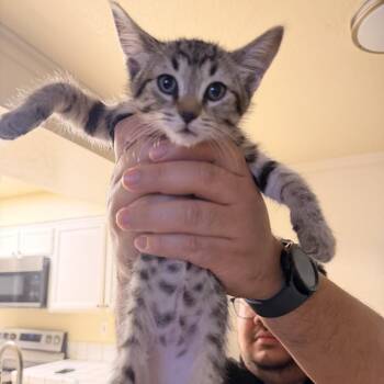 Charlotte -  Domestic Short Hair Cat for Adoption in Vallejo, California - Charlotte | PetCurious