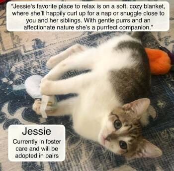 Jessie in foster care (must be adopted with a sibling) -  Domestic Short Hair Cat for Adoption in Ellicott City, Maryland - Jessie In Foster Care (must Be Adopted With A Sibling) | PetCurious