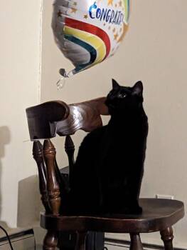 Clyde -  Domestic Short Hair Cat for Adoption in Dayton, Minnesota - Clyde | PetCurious