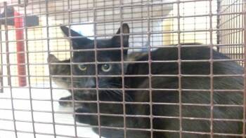 MICKEY -  Domestic Short Hair Cat for Adoption in Doral, Florida - MICKEY | PetCurious