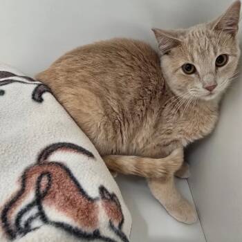 Rescue Domestic Short Hair Cats for Adoption in Jasper, Indiana - Byakuya | PetCurious