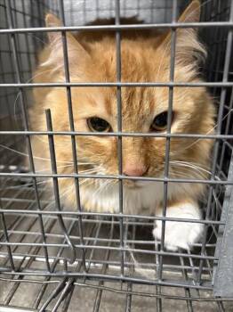 Domestic Long Hair Cats Available for Adoption - OSSI | PetCurious