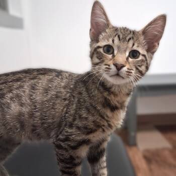 Domestic Short Hair Cats Available for Adoption - Jean Luc | PetCurious