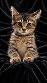 Blake -  Domestic Short Hair Cat for Adoption in Guntersville, Alabama - Blake | PetCurious