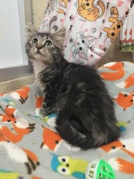 Aurora -  Tabby Cat for Adoption in Parlier, California - Aurora | PetCurious