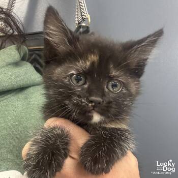 Domestic Short Hair Cats Available for Adoption in Washington, District Of Columbia - Chyna | PetCurious