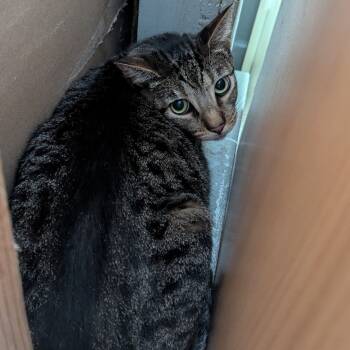 Rescue Domestic Short Hair Cats for Adoption in Aberdeen, Washington - Marsha | PetCurious