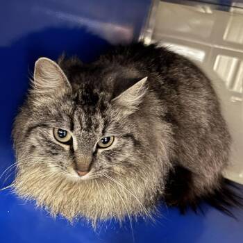 Domestic Long Hair Cats Available for Adoption - Fritz -031302U | PetCurious