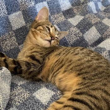 Rescue Domestic Short Hair Cats for Adoption in San Diego, California - Royale | PetCurious