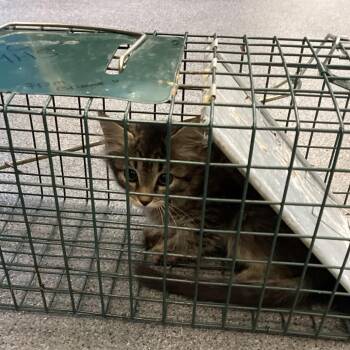 Trax -  Domestic Short Hair Cat for Adoption in Montgomery, Alabama - Trax | PetCurious