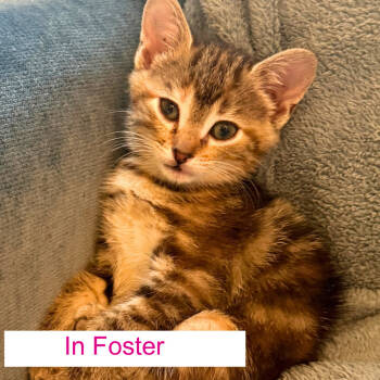 Rescue Domestic Short Hair Cats for Adoption in Chapel Hill, North Carolina - Angora | PetCurious