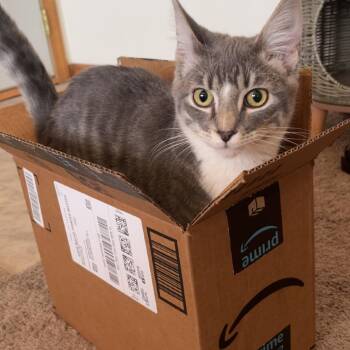Calvin -  Domestic Short Hair Cat for Adoption in Rochester, Minnesota - Calvin | PetCurious