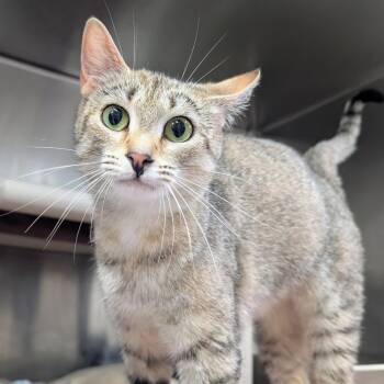 Domestic Short Hair Cats Available for Adoption in Huntsville, Arkansas - (Vet 5/14) Julia | PetCurious