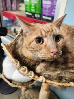 Milo was Cheeto -  Domestic Short Hair Cat for Adoption in Ballwin, Missouri - Milo Was Cheeto | PetCurious