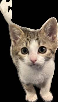 Kwan Treece -  Domestic Short Hair Cat for Adoption in Morrison, Colorado - Kwan Treece | PetCurious