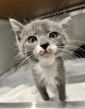 GOUDA -  Domestic Short Hair Cat for Adoption in San Francisco, California - GOUDA | PetCurious
