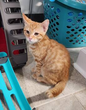Ernie Haseman -  Domestic Short Hair Cat for Adoption in Morrison, Colorado - Ernie Haseman | PetCurious