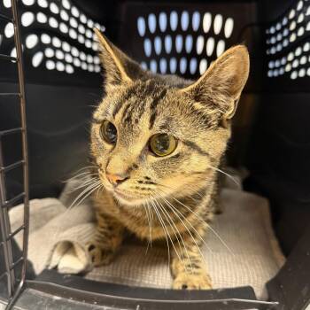 Bailey -  Domestic Short Hair Cat for Adoption in Dekalb, Illinois - Bailey | PetCurious