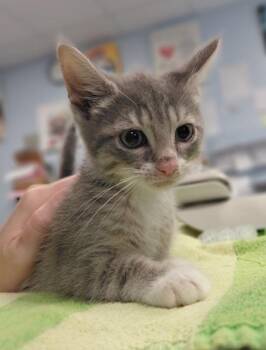 Baron -  Domestic Medium Hair and Domestic Short Hair Cat for Adoption in Morristown, New Jersey - Baron | PetCurious