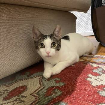 Rescue Domestic Short Hair Cats for Adoption - Tez | PetCurious