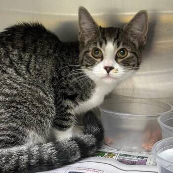 Clara -  Domestic Short Hair Cat for Adoption in Milton, Florida - Clara | PetCurious