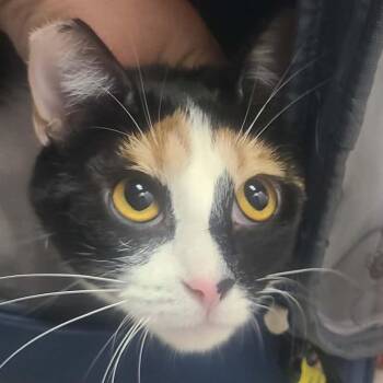 Domestic Short Hair Cats Available for Adoption in Hemet, California - Sabrina | PetCurious