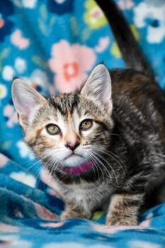 Domestic Short Hair Cats Available for Adoption in Yakima, Washington - Thumbelina | PetCurious