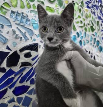 PERIWINKLE -  Domestic Short Hair Cat for Adoption in Pensacola, Florida - PERIWINKLE | PetCurious