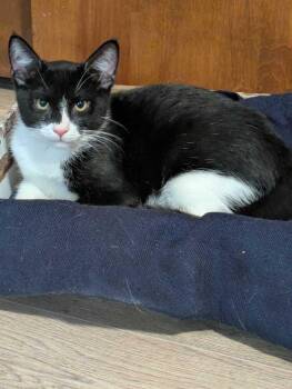 Chamberlain -  Domestic Short Hair Cat for Adoption in Milltown, New Jersey - Chamberlain | PetCurious