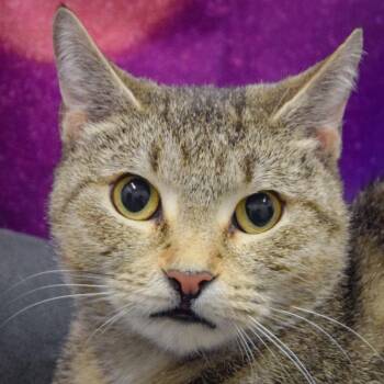 Rescue Tabby and Domestic Short Hair Cats for Adoption in Huntley, Illinois - Kelley | PetCurious