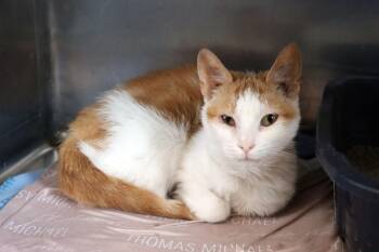 Domestic Short Hair Cats Available for Adoption - Nutters | PetCurious