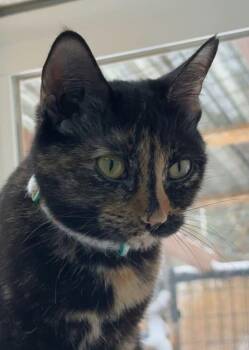 Domestic Short Hair Cats Available for Adoption - Boggle | PetCurious