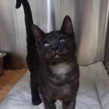 Percival / Emerson -  Domestic Short Hair Cat for Adoption in Youngtown, Arizona - Percival / Emerson | PetCurious
