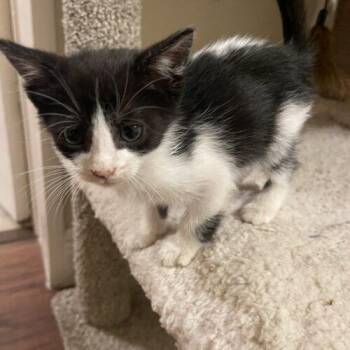 Chase -  Domestic Short Hair Cat for Adoption in Tampa, Florida - Chase | PetCurious