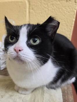 Amortentia -  Domestic Short Hair Cat for Adoption in Westland, Michigan - Amortentia | PetCurious