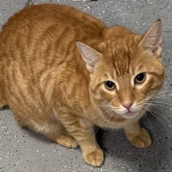 Domestic Short Hair Cats Available for Adoption in Camarillo, California - Simba | PetCurious