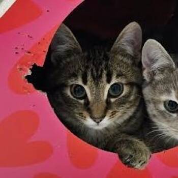 Domestic Short Hair Cats Available for Adoption - Everett | PetCurious