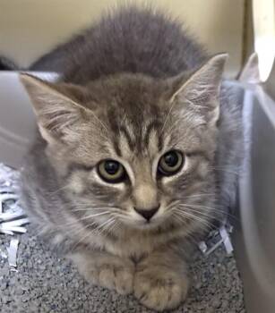 THISTLE -  Domestic Short Hair Cat for Adoption in Boston, Massachusetts - THISTLE | PetCurious