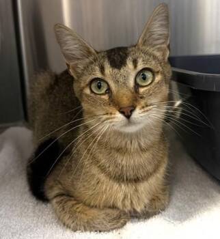 Goldie -  Domestic Short Hair Cat for Adoption in Lansing, Michigan - Goldie | PetCurious