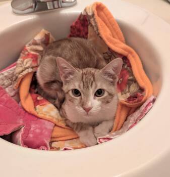 Rescue Domestic Short Hair Cats for Adoption in Westbrook, Connecticut - Bruno | PetCurious