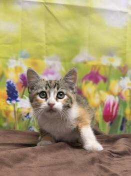 Domestic Short Hair Cats Available for Adoption in San Antonio, Texas - Tropical | PetCurious